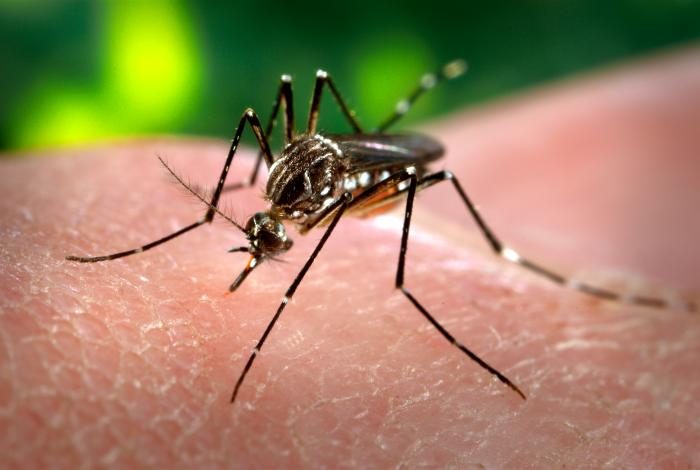 Quase metade dos municípios está em alerta para o Aedes, mas a dengue caiu 70%