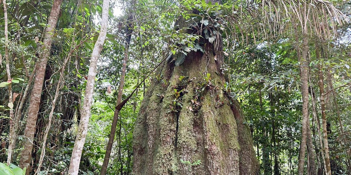 Sete em cada dez eleitos têm baixa convergência com pauta ambiental